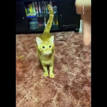 Funniest Cats - Laugh non-stop with these funny cats - Johnny Catsville