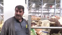 1 tonluk kilosuyla canlı hayvan pazarının gözdesi 'Dadaş' isimli boğa oldu