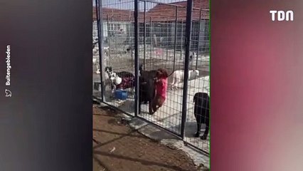 Des chiens se rebellent et grimpent leur enclos pour s'échapper