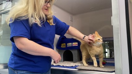 The cat that thinks he's Elvis