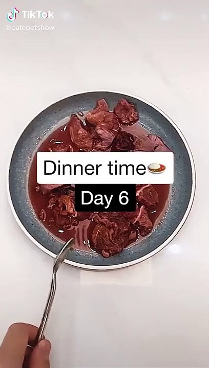 Cats are so  FUNNY CAT VIDEOS TIK TOK #Shorts