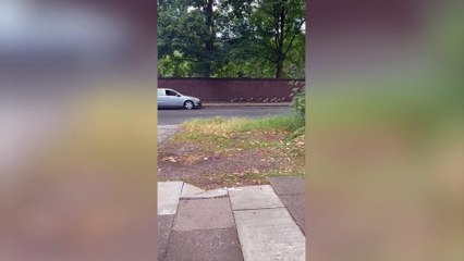 Goose chase! Amazing footage of animal lover ushering 40 geese to safety from a Birmingham street