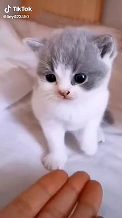 Cats are so funny FUNNY CAT VIDEOS TIK TOK #Shorts