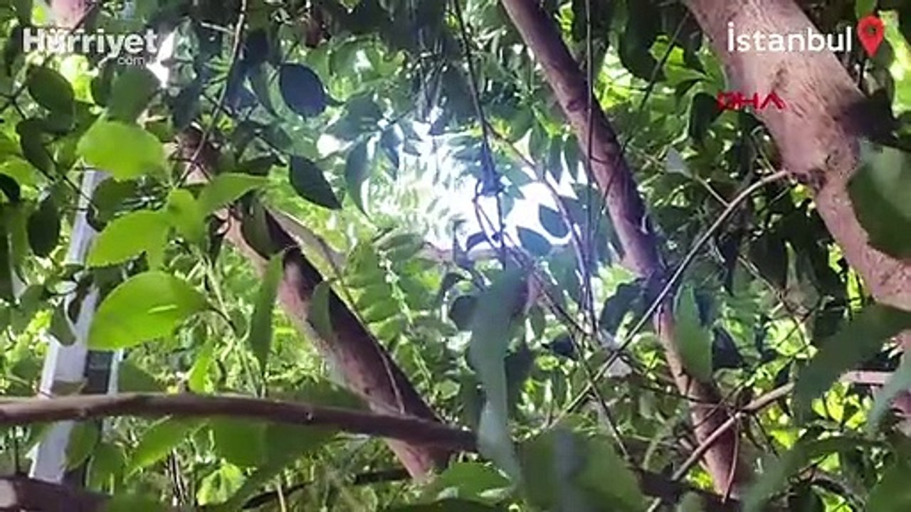 Bağcılar'da maymun şaşkınlığı