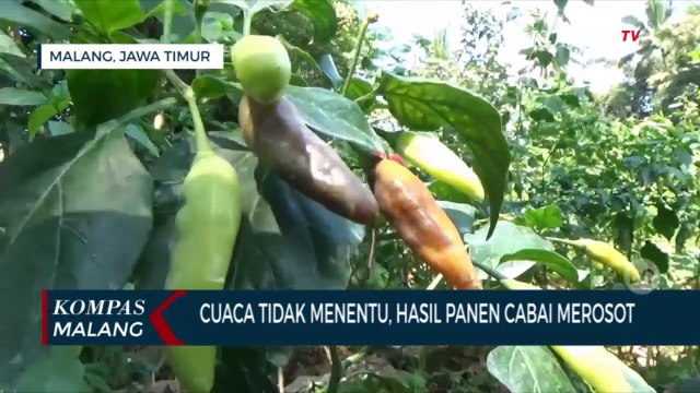 Harga Cabai di Tingkat Petani Rp 75 Ribu Per Kilogram, Di Pasar Melambung