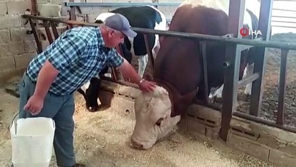 Kurbanlıklarda kampanya dönemi! 130 bin TL’lik boğayı alana bakın ne hediye edilecek