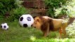 London zoo lioness has a kickabout ahead of Women's Euros