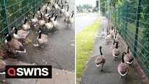 Animal lover spends more than two hours ushering 40 GEESE to safety after spotting them along busy street
