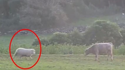 Kızgın koç, inek karşısında metrelerce gerilip pozisyon aldı! Sonra olanlar tık rekoru kırdı