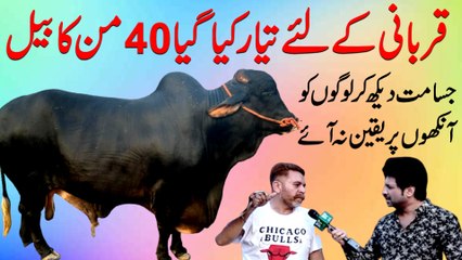 Qurbani k liye tayar kia gya 40 mann ka bail, jisamat dekh kar logo ko ankho per yaqeen na aye