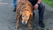 New York : un policier courageux sauve un chien coincé dans une canalisation
