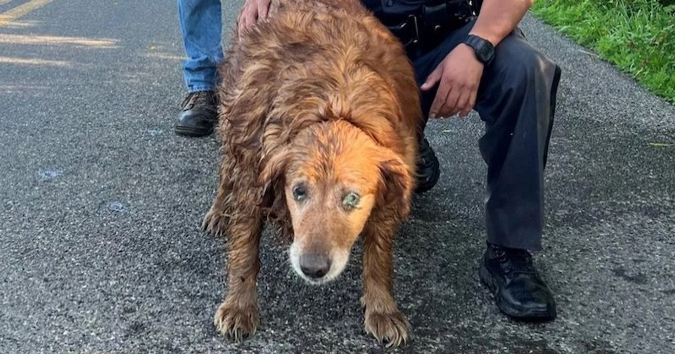 New York : un policier courageux sauve un chien coincé dans une canalisation