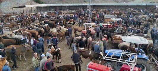 Çekerek'te kurbanlıklar alıcılarını bekliyor