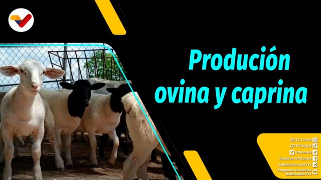 Al Aire | IV Feria Caprina y Ovina para el impulso de Barquisimeto como potencia productiva del país