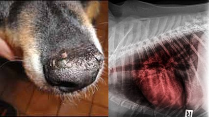 Download Video: Dog Cancer Symptoms in Hindi: पालतू कुत्ते को कैंसर होने पर क्या करें |Boldsky*Health