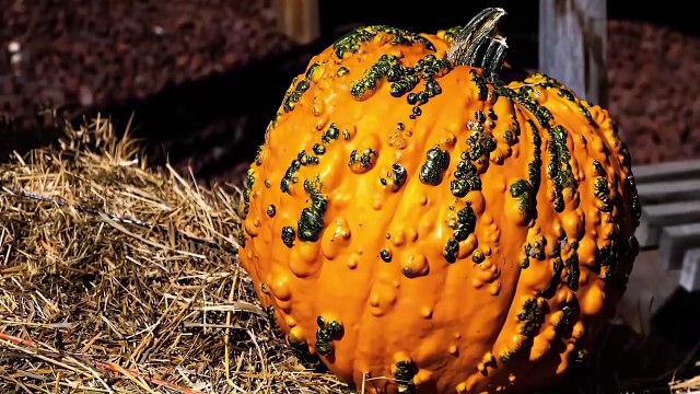 15 Strangest Foods that are Genetically Modified