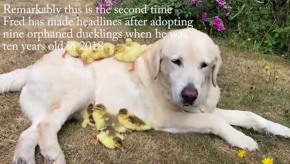 Video of adorable labrador with orphaned ducklings