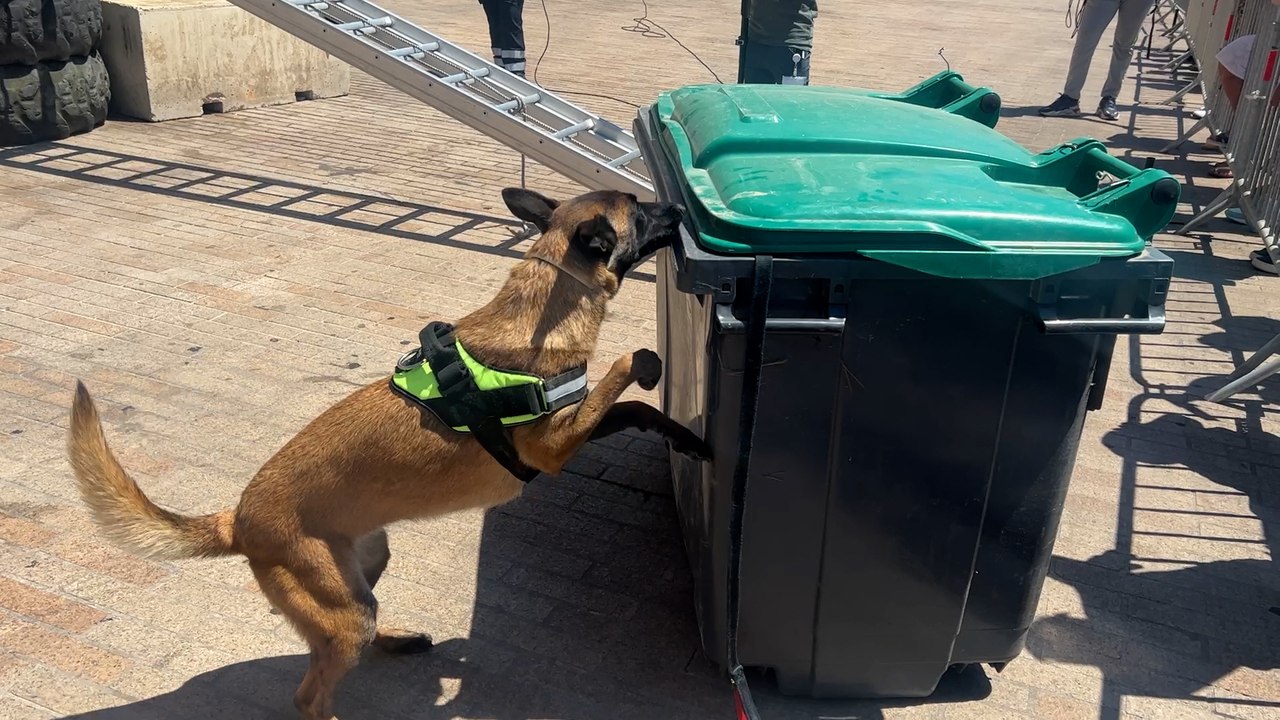 Les chiens du bataillon des marins-pompiers ont fait le show sur le Vieux-Port