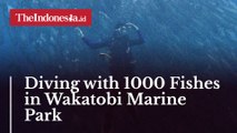Diving with 1000 Fishes in Wakatobi Marine Park