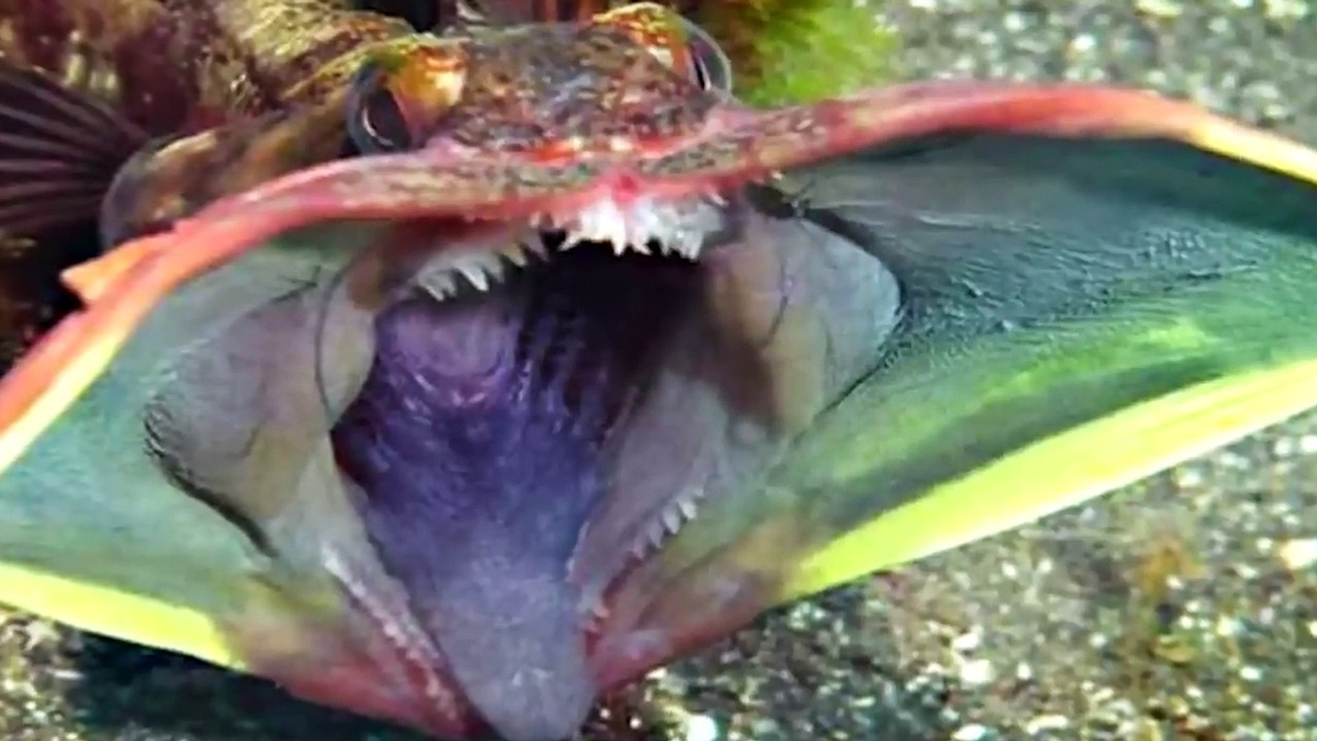 TOP 15 SCARY Ocean Creatures - video Dailymotion