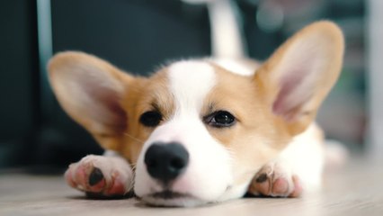 Cancer de la truffe chez le chien : les mâles plus touchés