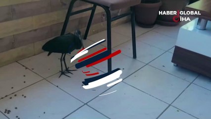 Kediler tarafından yaralanmıştı! Koruma altına alındı