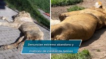 Exhiben maltrato y leones heridos en santuario felino del Ajusco