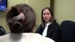 Le premier tribunal au monde spécialisé dans les violences sexuelles et conjugales créé au Québec