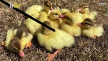 Aww! Labrador Adopts Flock of Orphaned Ducklings