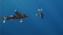 Le requin longimane, un requin très dangereux
