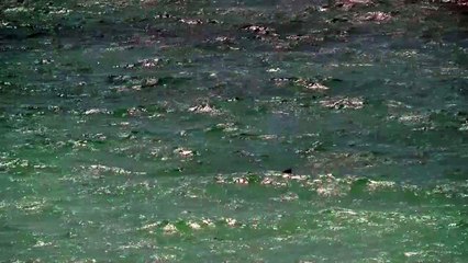 Seal spotted at West Worthing