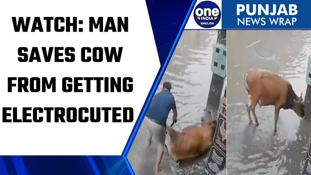 Punjab: Man saved cow from getting electrocuted in Mansa | Watch viral video | Oneindia News*News