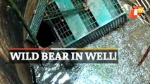 WATCH | Wild Bear Rescued From Village Well In Odisha