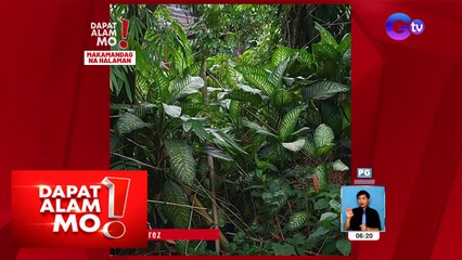 Babaeng natalksikan ng dagta ng isang halaman, lumabo ang mata! | Dapat Alam Mo!