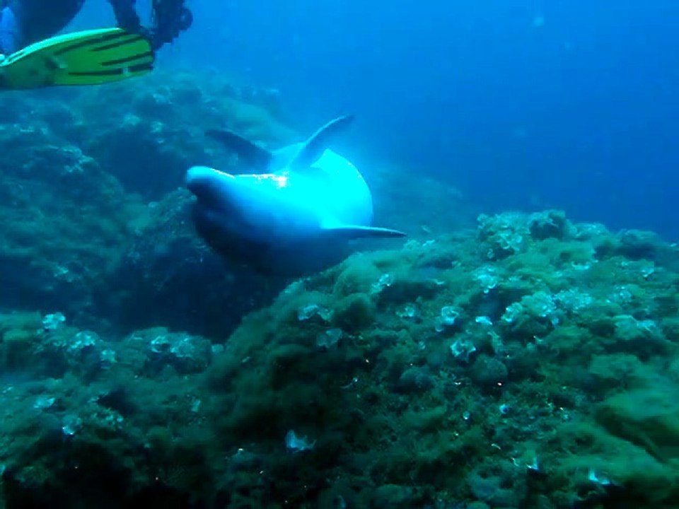 Un dauphin ambassadeur dans les eaux de Sainte-Maxime