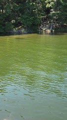 Fish Form Tight Ball in Response to Predator