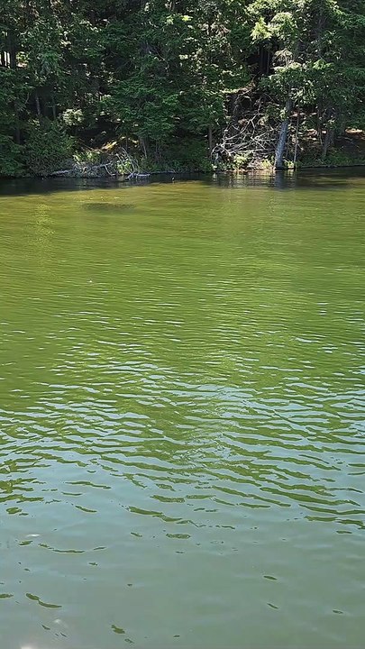 Fish Form Tight Ball in Response to Predator