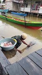 Riska anak Pak Ambo seekor Buaya