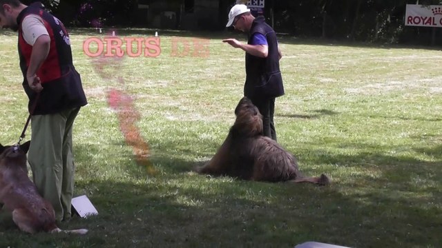 2022- OBÉISSANCE : Orus de l'Aubade aux Bergers à Cholet le 18 juin en Classe 1