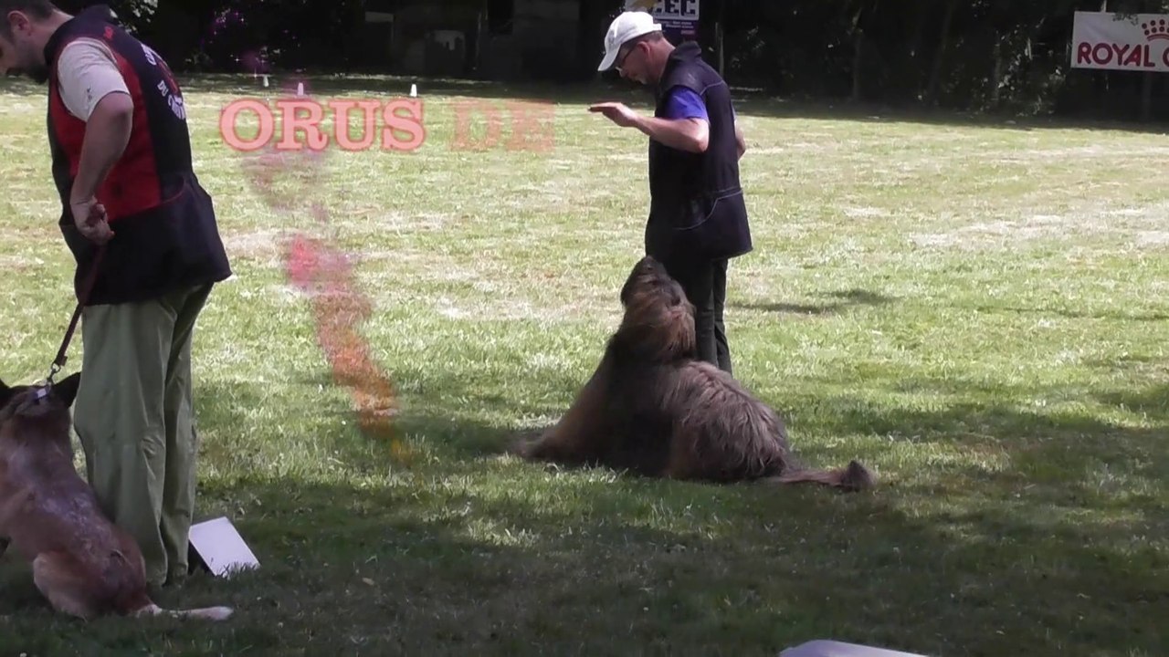 2022-  OBÉISSANCE : Orus de l'Aubade aux Bergers à Cholet le 18 juin en Classe 1