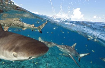 Surfer becomes the third person attacked by a shark at Florida beach.