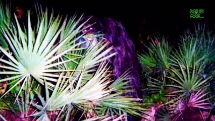 misteriosas fotografias que no tienen explicacion