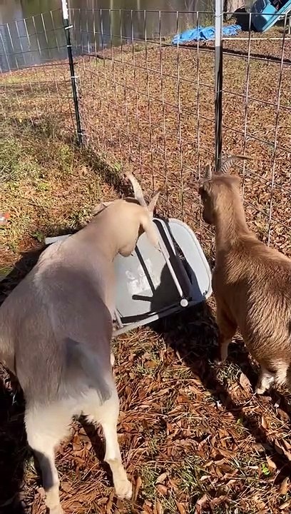 Goat Calmly Removed Chair Stuck Around Horns