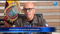 Hombre modificaba plantas de marihuana en Quito