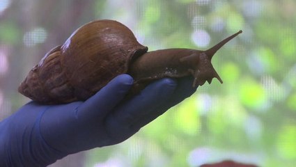 Giant invasive snail detected in Florida