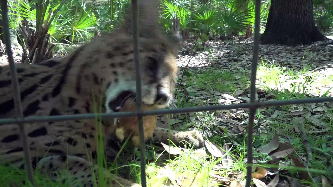 Big Cats Eat Paper?