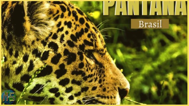 Novela PANTANAL Capítulo do dia 04/07 Segunda MARCELO E GUTA RELACIONAMENTO ESTRANHO JOVE E JUMA 1ªX