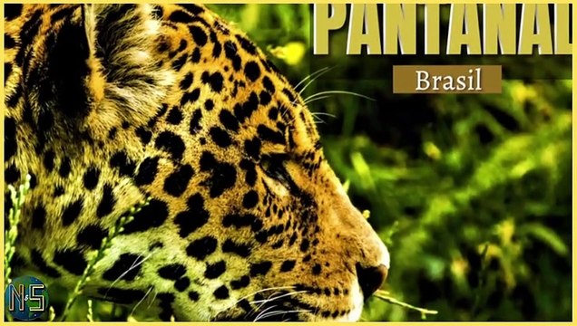 Novela PANTANAL Capítulo do dia 05/07 Terça JOVE E JUMA PRIMEIRA VEZ DO CASAL JUMA VIRA MULHER