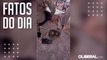 Corpo de Bombeiros resgata sucuri em área urbana de Barcarena