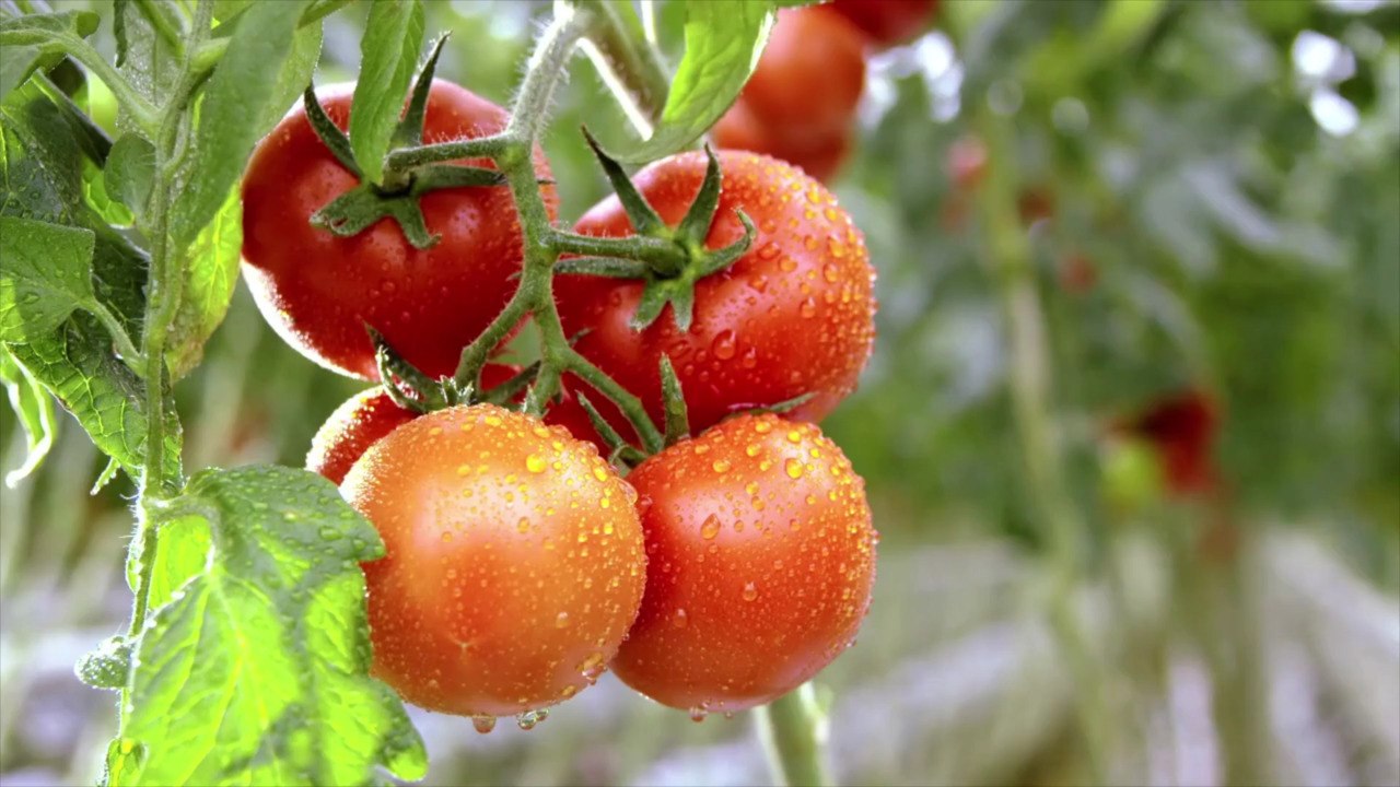10 Essential Tips for Growing Tomato Plants in Pots